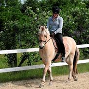 Fjordhest Sofus Stanstorp