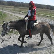 Arabisk fuldblod (OX) Alicia OX