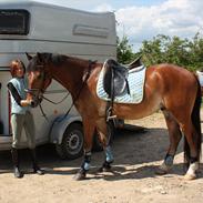 Dansk Varmblod Harry Potter *solgt*