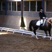 Dansk Varmblod Galant (solgt)