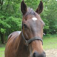 Fuldblod (XX) Rainbow R.I.P