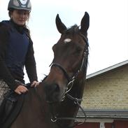 Fuldblod (XX) Rainbow R.I.P