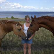 Anden særlig race Perle
