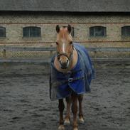 Anden særlig race Perle