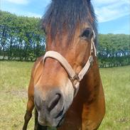 Anden særlig race Picasso(solgt) :')<33