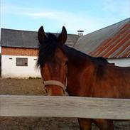 Anden særlig race Picasso(solgt) :')<33