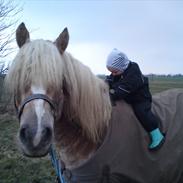 Haflinger chivas