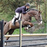 Dansk Varmblod Trueholm's Qumig 