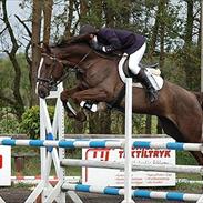 Dansk Varmblod Trueholm's Qumig 