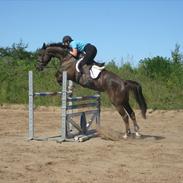 Dansk Varmblod Trueholm's Qumig 