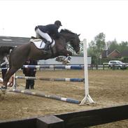 Dansk Varmblod Trueholm's Qumig 