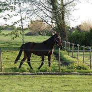 Anden særlig race Cassy Royal