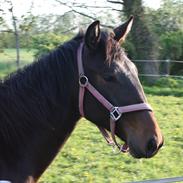 Anden særlig race Cassy Royal