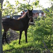 Anden særlig race Cassy Royal