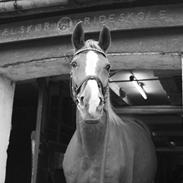 Anden særlig race Chanell *;<3 