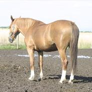 Anden særlig race Chanell *;<3 