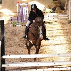 Arabisk fuldblod (OX) • PASHA'S PETITE OX •