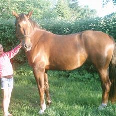 Oldenborg Banton - Engholm