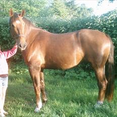 Oldenborg Banton - Engholm