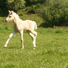 Welsh Partbred (Sec F) Stillebækkens Daimi