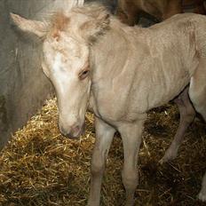 Welsh Partbred (Sec F) Stillebækkens Daimi