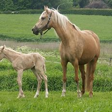 Welsh Partbred (Sec F) Stillebækkens Daimi