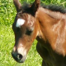 Welsh Partbred (Sec F) Stillebækkens Wizard