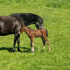 Welsh Partbred (Sec F) Stillebækkens Wizard