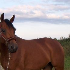 Tysk Varmblod Quick Latin *R.I.P* :'(