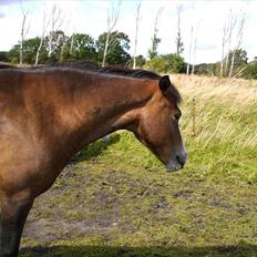 Anden særlig race pekaso