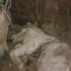 Fjordhest Lindeskovs Taffy
