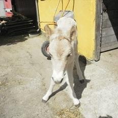 Fjordhest Lindeskovs Taffy