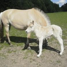Fjordhest Lindeskovs Taffy