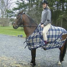 Welsh Pony (sec B) bakkegårdens prins SOLGT 