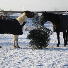 Anden særlig race Sunshine