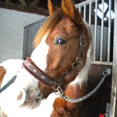 Anden særlig race Sunshine