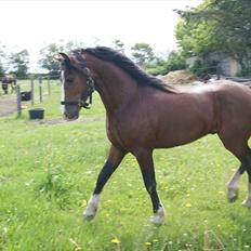 Welsh Pony af Cob-type (sec C) Rosengårdens Niam