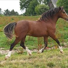 Welsh Pony af Cob-type (sec C) Rosengårdens Niam