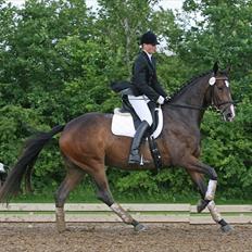 Dansk Varmblod Molly