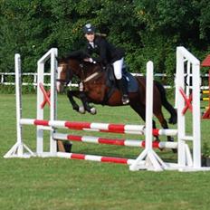 New Forest Vestergaards Dharma. Solgt