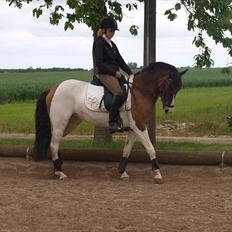 Anden særlig race Ebonys Surprise   (solgt/ R.I.P)