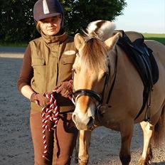 Fjordhest >> Toftens Kibi << | Solgt | Savnet | 