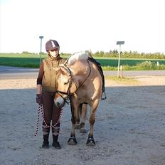 Fjordhest >> Toftens Kibi << | Solgt | Savnet | 