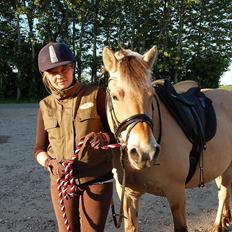 Fjordhest >> Toftens Kibi << | Solgt | Savnet | 