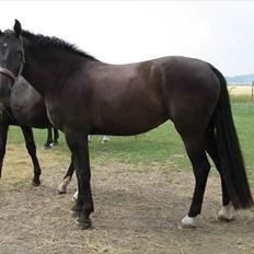 Oldenborg Alexia af Vodagergård