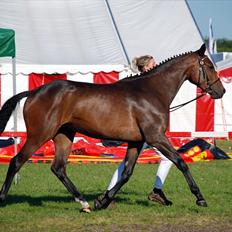 Trakehner Miss Marple