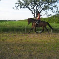 Trakehner Miss Marple