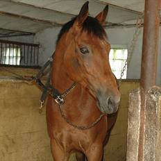 Tysk Oldenburger Elnino<3 <3 ¤R.I.P¤ 