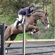 Dansk Varmblod Trueholm's Qumig 