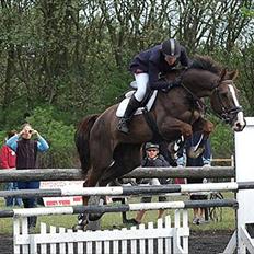 Dansk Varmblod Trueholm's Qumig 